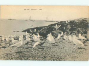 Divided-Back BIRDS SCENE Pretty Postcard AA8926