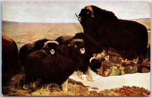 VINTAGE POSTCARD MUSKOX EXHIBIT AT THE CHICAGO NATURAL HISTORY MUSEUM