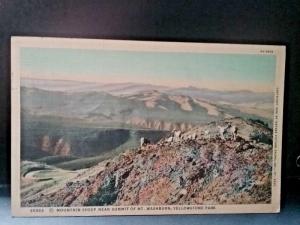 Postcard Mountain Sheep Near Summit of Mt., Washburn, Yellowstone Park.