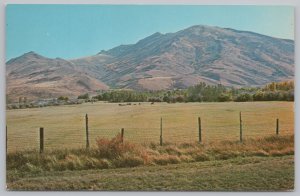 Nevada~Mountain & Meadow~Cattle Grazing in Distance~Vintage Postcard