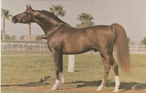 Arabian Horse Postcard *MUSCAT 1970s Champion Stallion