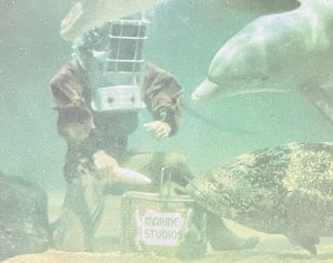 Vintage Postcard Marineland Florida Man Feeding Dolphins Porpoise Attraction