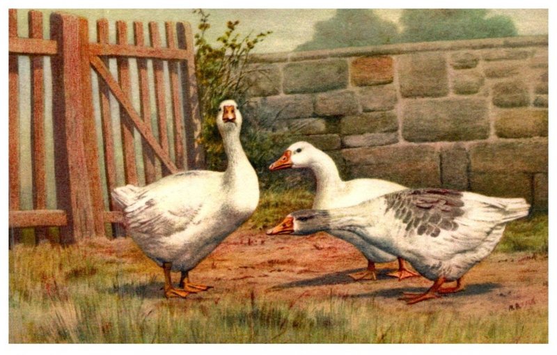 Domestic Geese