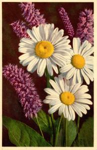 Flowers -     Ox-Eye Daisy, Snake Weed                          (Thor & Gyger...