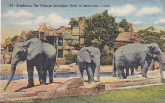 Elephants At Chicago Zoological Park Brookfield Illinois Curteich