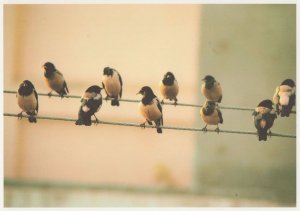 Singing Birds Choir On A Telephone Line German Postcard