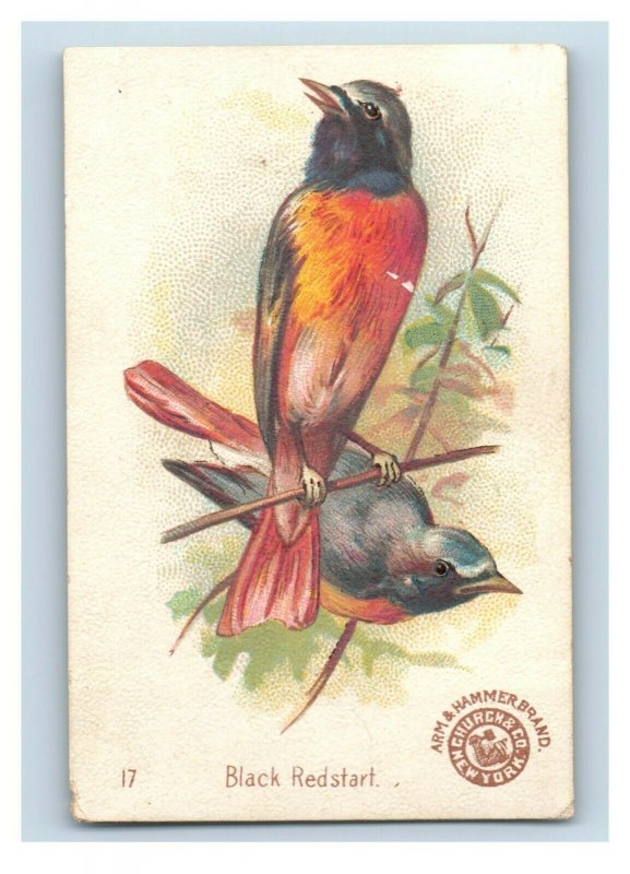 1880s-90s Arm & Hammer Beautiful Birds Series Waxbill Lot Of 5 P222