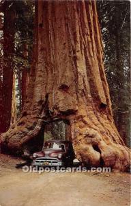 Yosemite National Park, Wawona Tree California, USA Logging, Timber Unused 