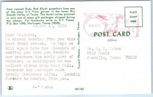 M-105523 Tree Ripened Ruby Red Blush Grapefruit Harlingen Texas USA