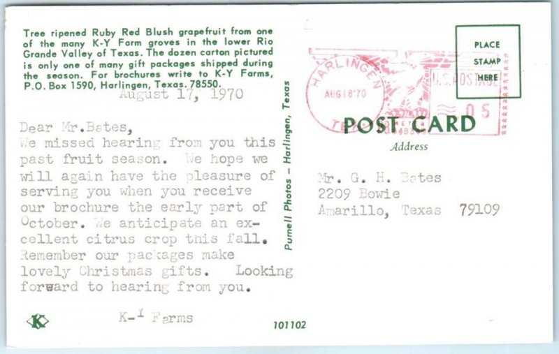 M-105523 Tree Ripened Ruby Red Blush Grapefruit Harlingen Texas USA