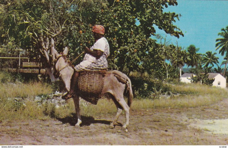 JAMAICA, 1950-1960s; Market Bound, Woman On A Donkey