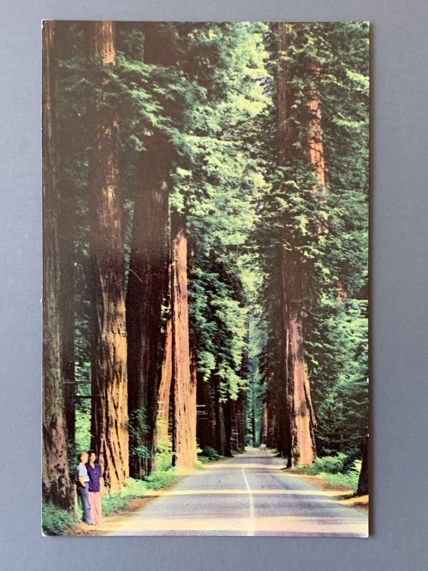 California Redwoods CA Chrome Postcard A1158095121