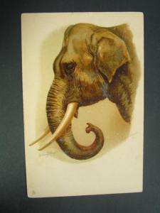 TUCK ELEPHANT ANIMAL STUDIES c1910 Postcard