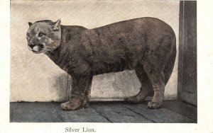 Vintage Postcard Silver Lion Giant Cat Standing Side View Wild Jungle Animal