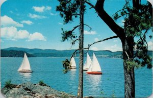 Sailboats Lake Couer d'Alene ID Idaho Sailing Boats Unused Postcard H56