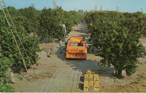 US    PC5030  HARVESTING ORANGES IN FLORIDA