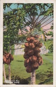 Hawaii Papaya Fruit Tree 1935