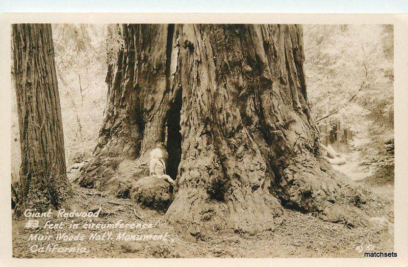 1930s Muir Woods National Monument Giant Redwood CALIFORNIA RPPC postcard 583 