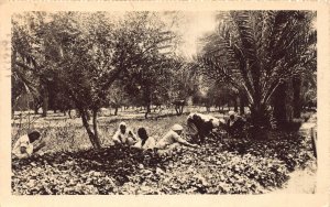 Libya 1932 Tripoli Raccolta di Viole Nell'Oasi Natives Agriculture postc...