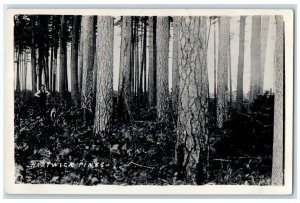 c1920's Hartwick Pines Tree Forest View Michigan MI RPPC Photo Unposted Postcard