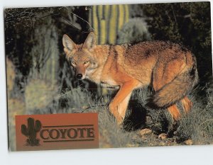Postcard Desert Cayote (Canis Latrans)