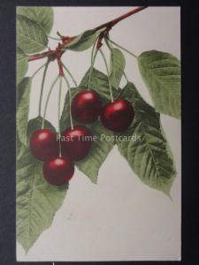 Greeting: Cherries on a branch c1908 by Martin Rommel & Co No 702