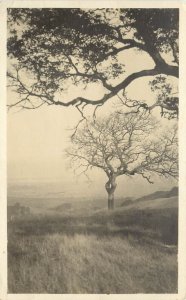 California Picto-Card RPPC; Beautiful View w/ Oak Trees out to the Sea, Unposted