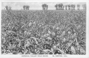 Postcard 1920s California El Centro Imperial Valley Milo Maize farming CA24-865