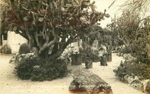 Cactus Garden Rio Grande Valley Texas 1930s RPPC Photo Postcard Cook 1728