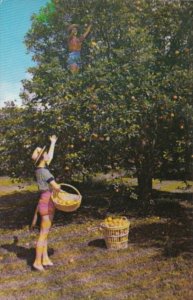 Florida Fort Lauderdale Picking Oranges At Floyd Wray's Flamingo Groves