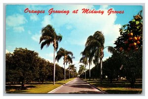 Vintage 1963 Postcard Panoramic View Midway Groves US Highway 301 Florida