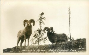 RPPC; Rocky Mountain Bighorn Sheep, Jasper National Park AL Canada, Taylor #205