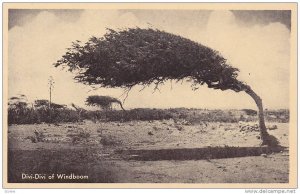 Divi-Divi Tree , Windboom , N.A. , 20-30s
