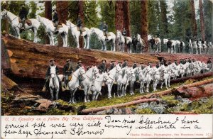 US Cavalry on Big Tree CA California White Horses Soldiers c1906 Postcard H33