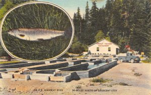 TROUT HAVEN Fish Hatchery Gasquet, CA Trout Farm Crescent City Vintage Postcard