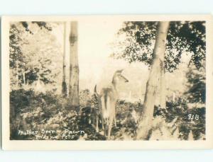 old rppc BABY DEER State Of Maine ME i6388