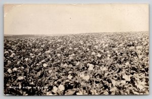 RPPC Potato Field in Bloom Farming Agriculture Crop Real Photo Postcard H26