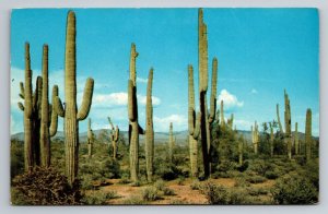 Saguaro, Cactus, Giant Cactus, Arizona, Vintage Unposted Postcard