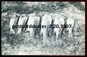 3997 - GEORGIAN BAY Ontario Postcard 1920s 7 Mile Channel Black Bass Fishing