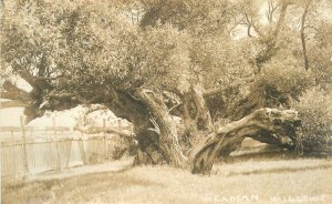 Canada Nova Scotia Acadian Willow C-1910 RPPC Photo Postcard 22-5705