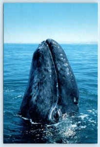 SAN IGNACIO LAGOON, Mexico ~ Spy Hopping GRAY WHALE Newborn Nursery Postcard