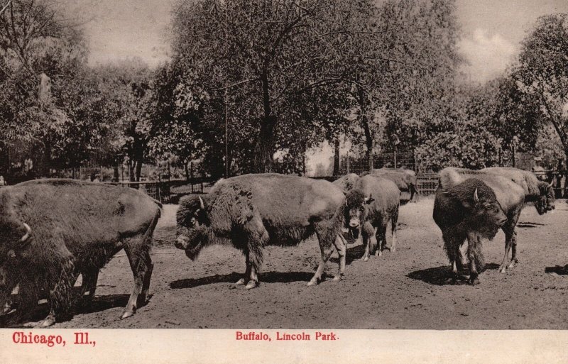 Vintage Postcard Buffalo Lincoln Park Chicago Illinois IL Suhling & Kochn Pub.