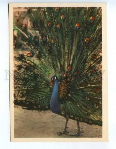 237893 RUSSIA Moscow ZOO peacock old postcard