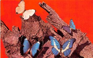 Morpho Butterflies, May Museums of the Tropics Colorado Springs, Colorado, US...