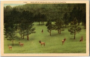 Wild Life in the Black Hills of South Dakota Elk Vintage Linen Postcard K37