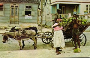 barbados, BRIDGETOWN, Native Coconut Vendor, Donkey Mule Cart (1970s) Postcard