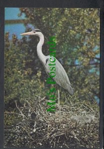 Birds Postcard - Grey Heron (Ardea Cinerea) SW3904