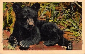 Bears Black Bear Cub Curteich