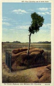 Tree Growing out of Solid Rock - Sherman Hill, Wyoming