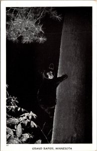 Black Bear on Tree at Night Grand Rapids Minnesota Postcard